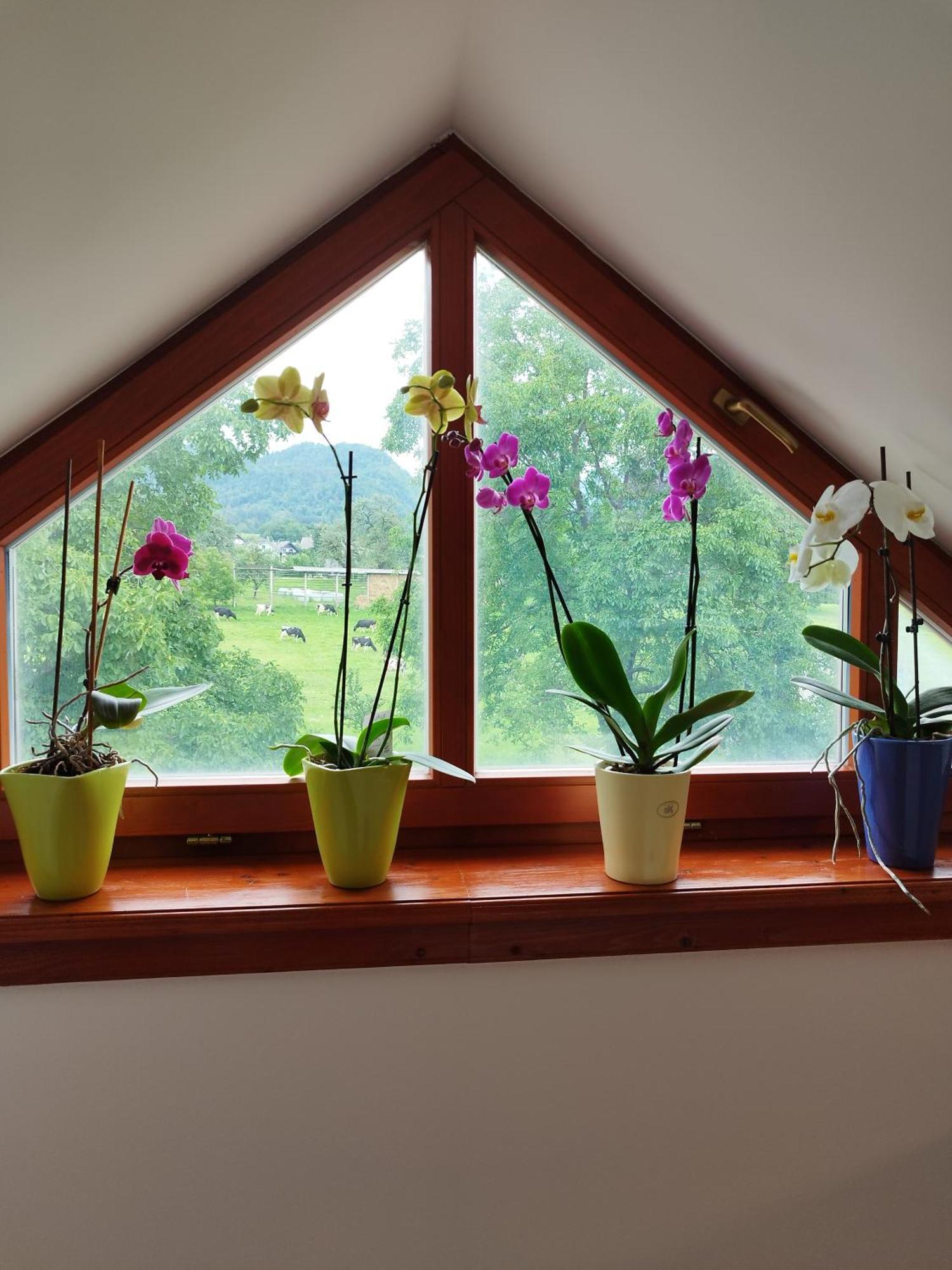 Apartma Julia Spodnje Gorje Luaran gambar